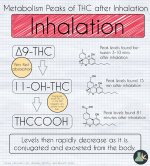 THC+metabolism+inhalation.jpeg